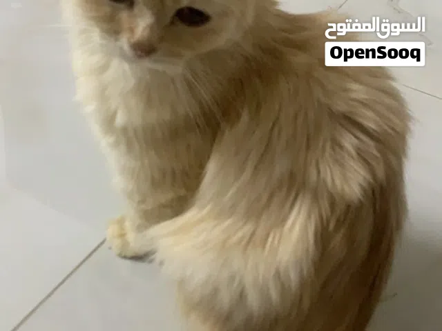 قطوه جميله للتبني