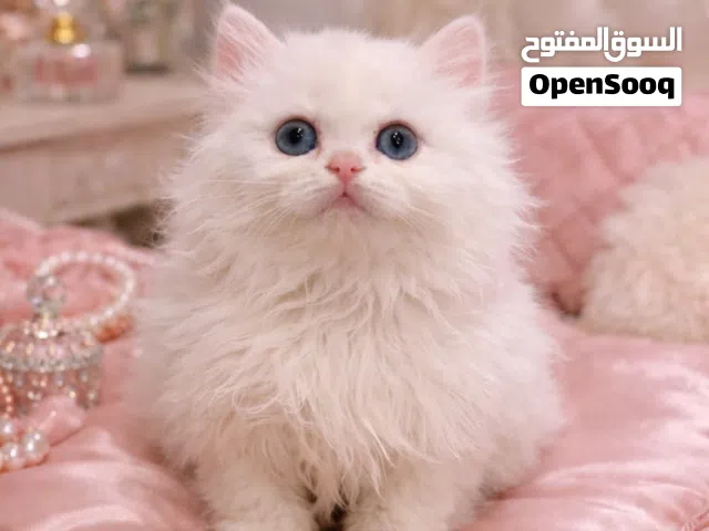 كيتن شانشيلا نادرة للبيع