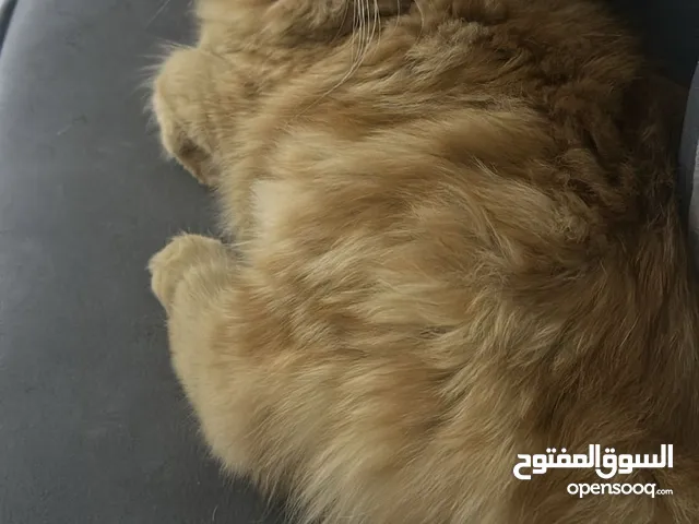 للتبني قطوة انثى