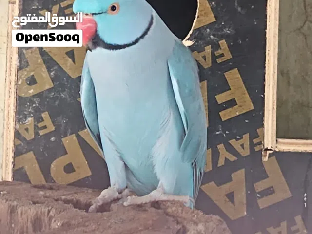ذكر دره للبيع لون ازرق العمر ثلاث سنوات تقريبا سبق الانتاج سبب البيع الانثى هربت المطلوب 90