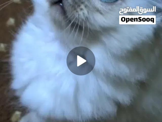 قط ذكر عمر 4 شهور