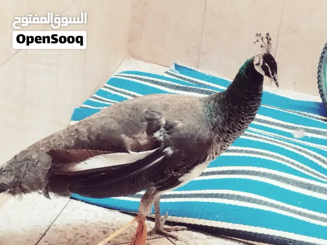 طاووسة للبيع بثمن مناسب