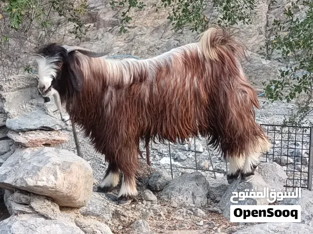 للبيع تيس من حلال الجبل (الوصف مهم)
