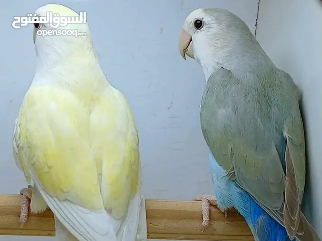 متوفر بفضل الله كوبيات بركديلو