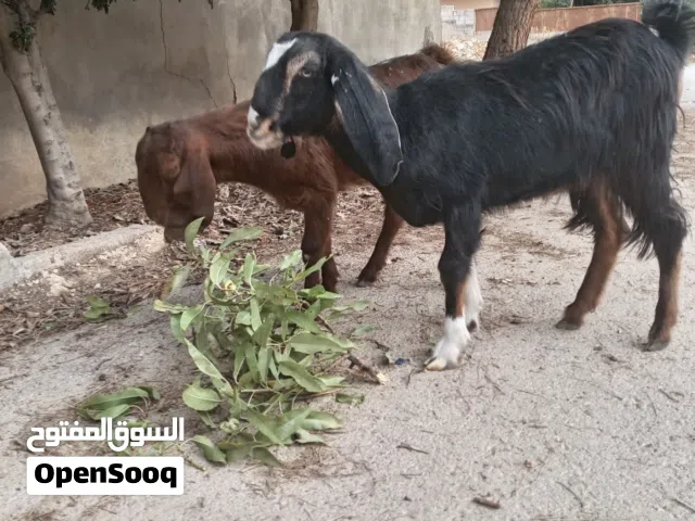 سخلتين عمر 6 شهور للبيع