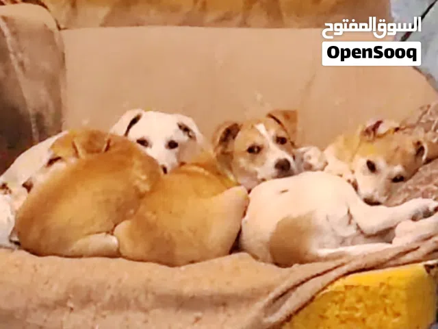 تبني كلاب مهجنه عمر شهرين ونصف