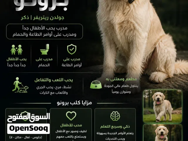 كلب جولدن ريتريفر