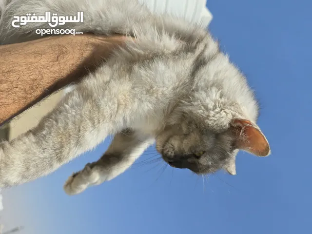 قطه بيرشن مكس هاديه كثير ونظيفه