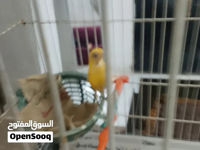 طيره كنار للبيع