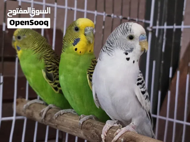 locally Budgies