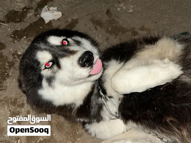هاسكي بيور