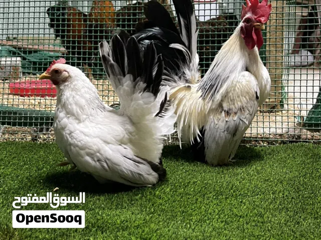 جبنيز الزاحف