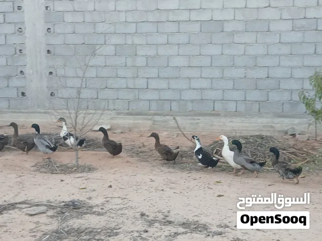 بط مخلط عربي و زينا العمر 7 اشهر العدد 11