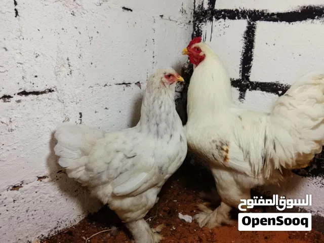 دجاجه وديك الما عملاق على فتوح الحجم ربى يبارك برهما عملاق قريب يدحوا