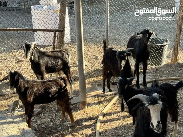 ذبأح للبيع