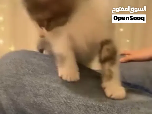 قطتين للتبني