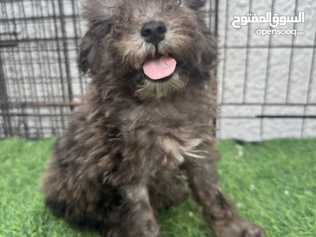 Dark chocolate merle poodle