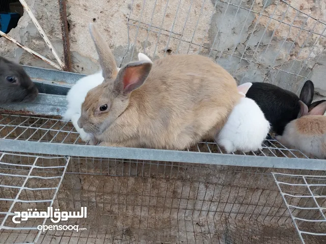 زوز اناث عربيات تحتهم 17 جرو عمرهم شهر وعشار تاني قريب يجرو للبيع المكان طرابلس سوق الجمعة