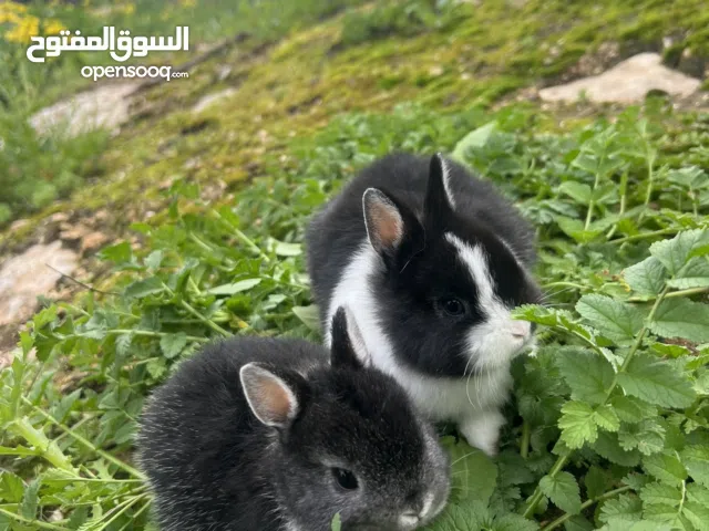 أرانب مقزم هولندي