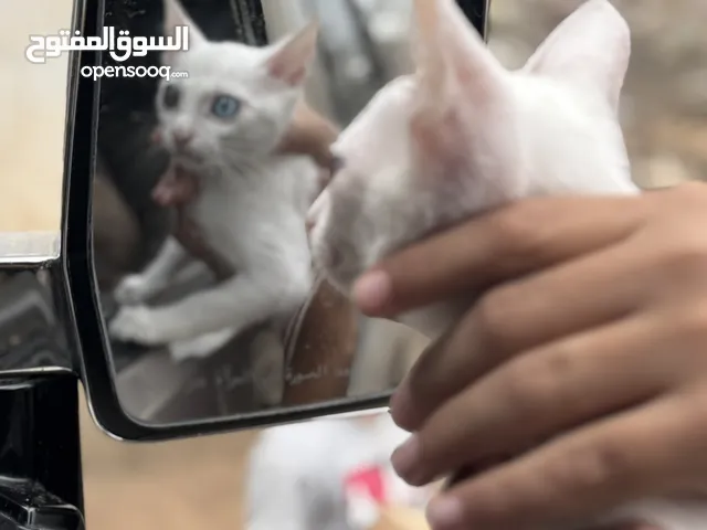 قط خاو ماني اليف بسعر 25،000ريال يمني