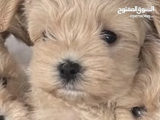 Maltipoo male