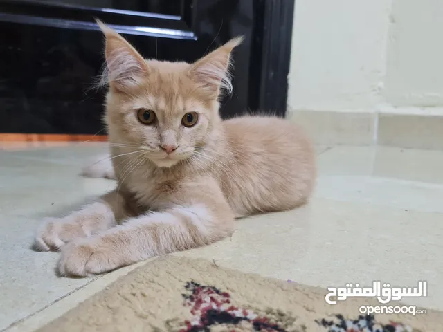 ماين كون أنثى بيور