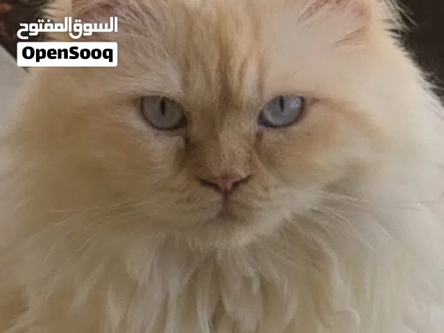قط همالايا تبني