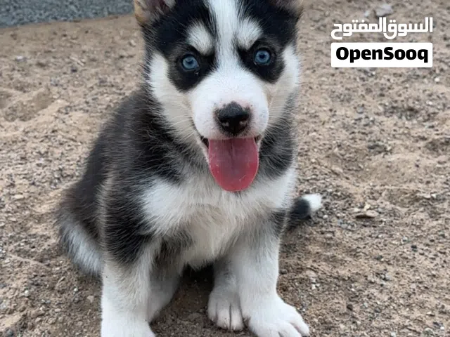 هاسكي سيبيريا