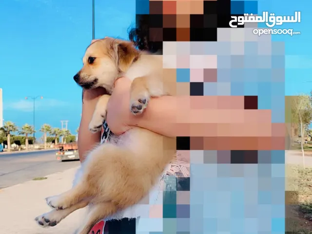 جولدن للبيع تمن  لي مهتم يتواصل معايا