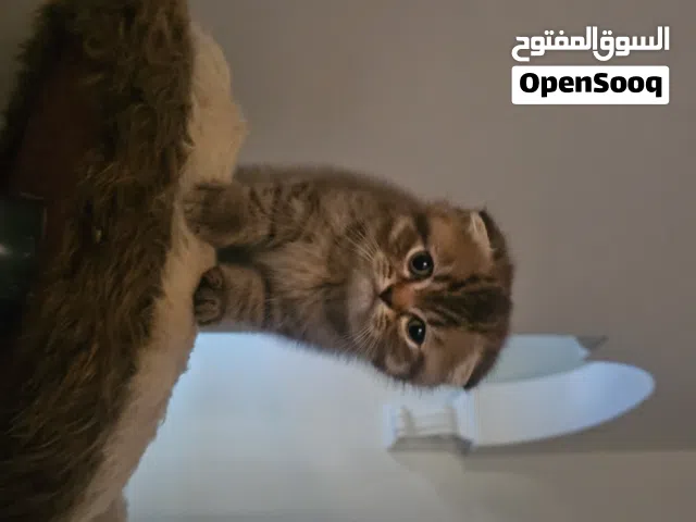 سكوتش فولد بيور أطراف قصيره اهالي مستوردين ومسجلين  برتيش فولد بيور كتن ذكر