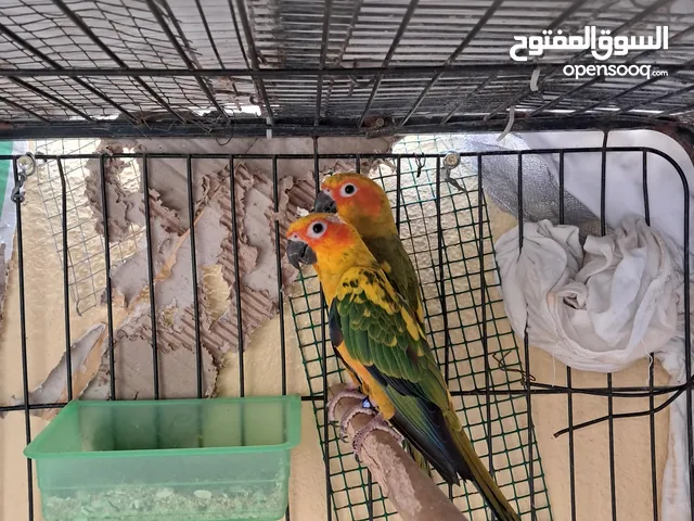 Sun conure pair for sale