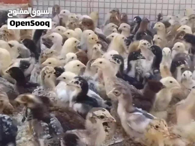 أفراخ دجاج عرب للبيع سعر الزوج 3500 العنوان البصره