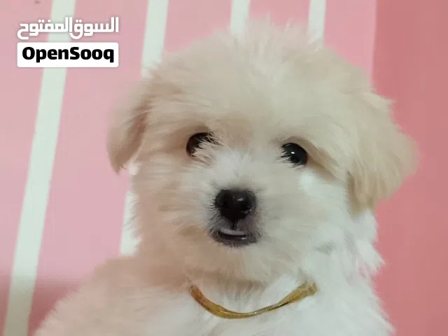 بنوته هافانيز ميني بيورر