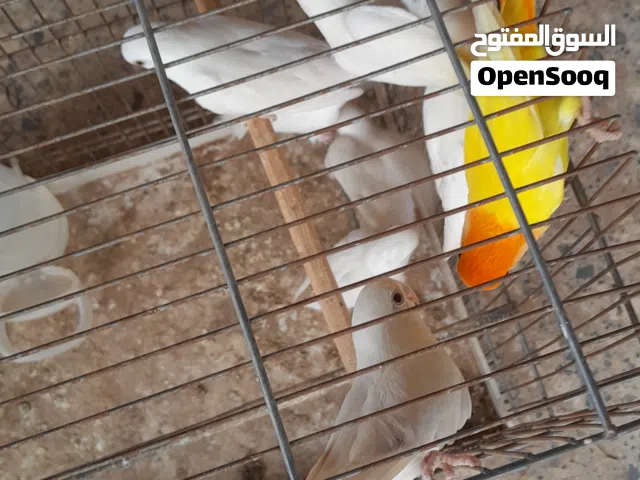 كوبيه وانتاج