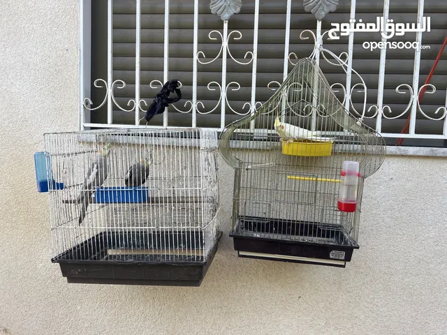 ببغاء كوكتيل عدد 3 للبيع بسعر مُغري جداً جداً جداً