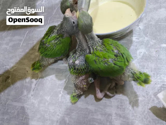 دره تبزير عراقي صحه فول طيور حلوات اقره الوصف