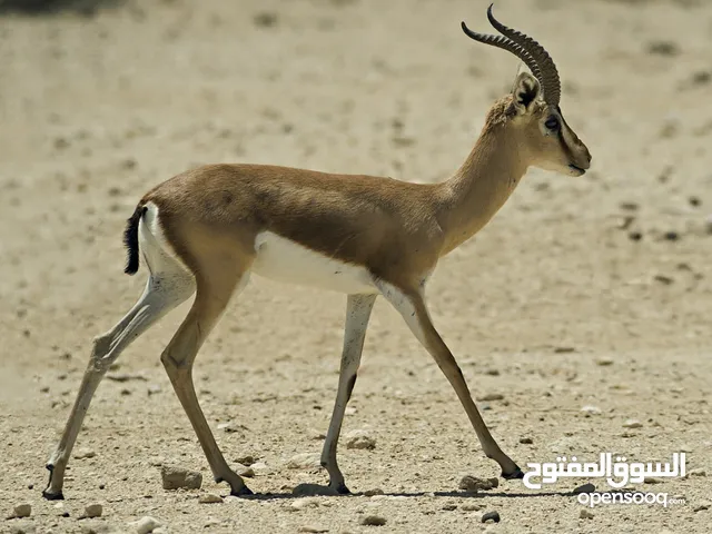 للبيع ذكر غزال العفري