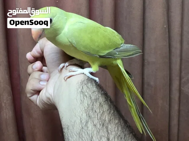 دره زيتوني أليف