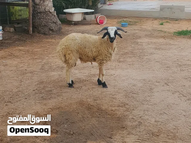 السلام عليكم  خروف ماشاء الله تبارك الله متاح طرابلس زناته عز كسبه ربي يبارك