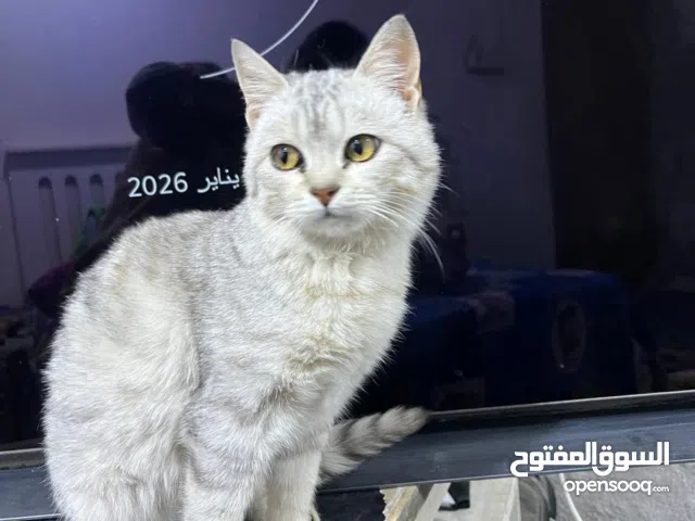 قطط لتبني عدد 3