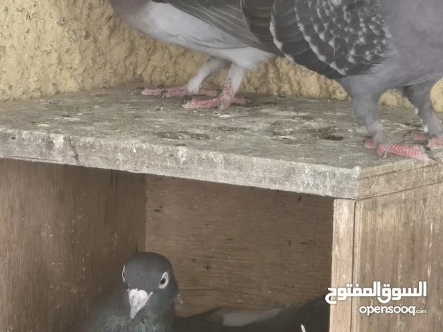 حمام وقواق متوفر كميه