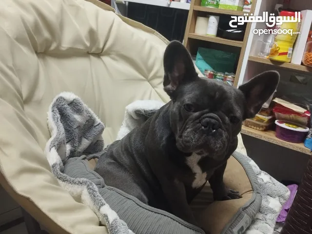 French bulldog