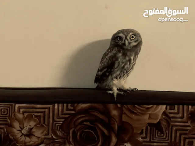 بومه قزومي