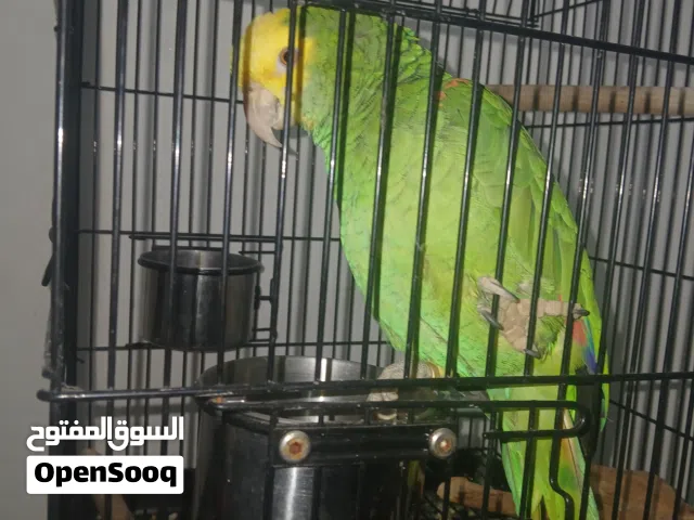 يلوناب دبل يلو هيد