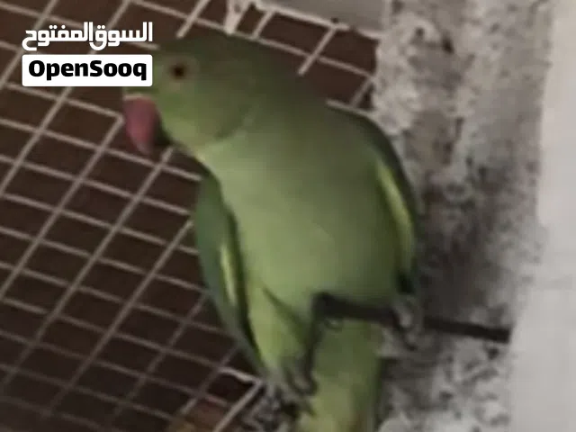 زوج دره للبيع العمر سنه وشهرين