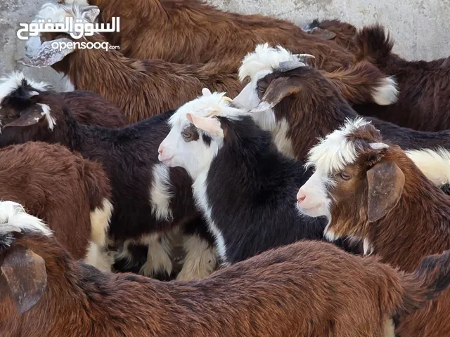 للبيع جداية سمان ماشاء الله كبار 4 الي 5 أشهر الي يدور حلال طيب ماشاء الله عدد 25 سعر جملة راس 39