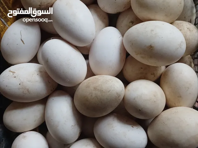 بيض بط عرب و وز  