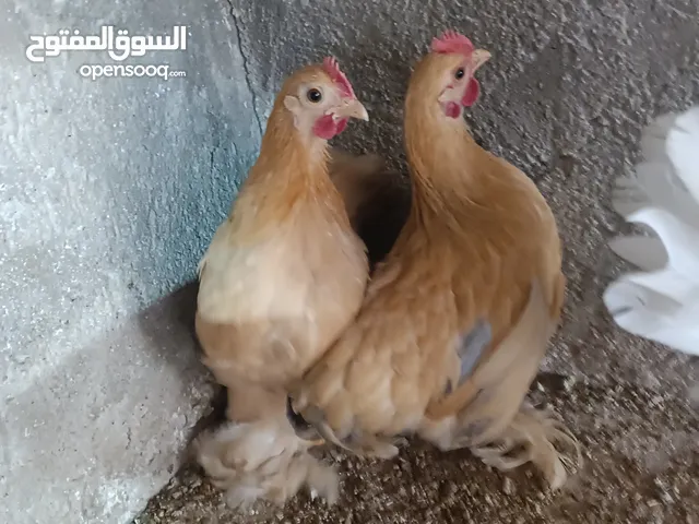 طيور مزرعه زرب الصواوين