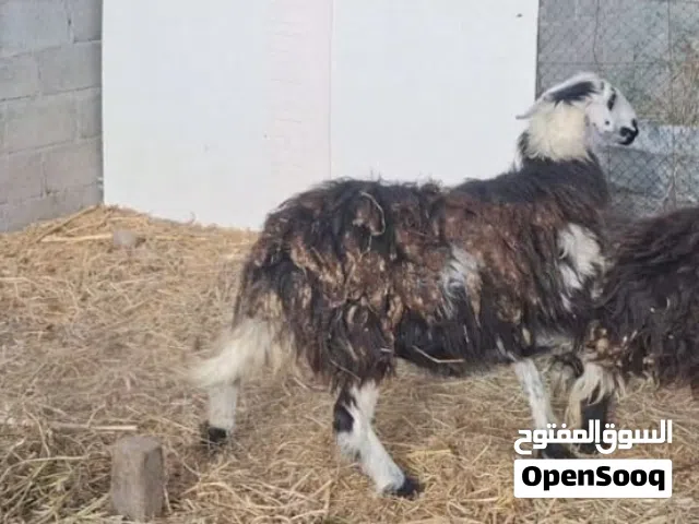 للبيع جاعدة سمينه فل ،،مطلوب 160ريال