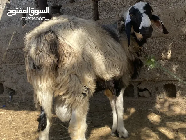 كبش كشميري